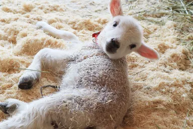 仔ヒツジ誕生1