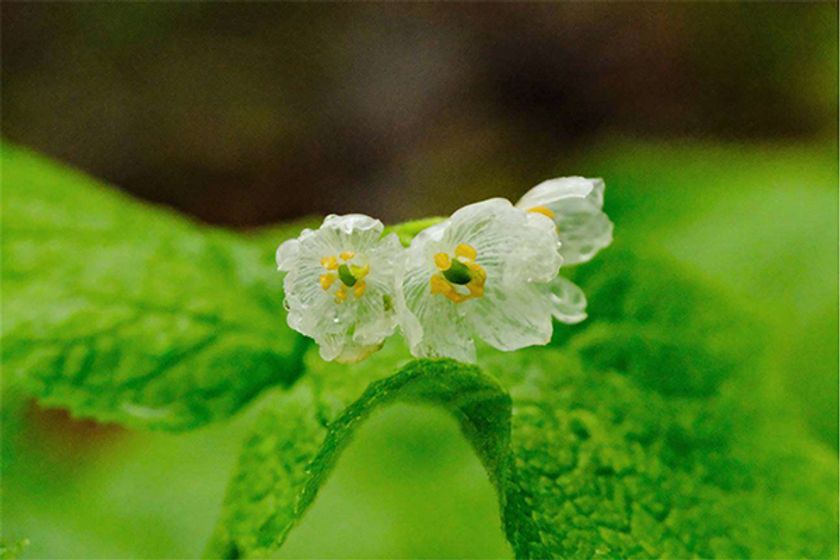 六甲高山植物園 雨に濡れると透ける花
「サンカヨウ」が開花しました！