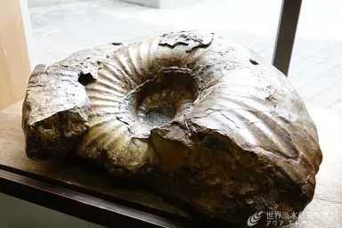 アンモナイトの化石