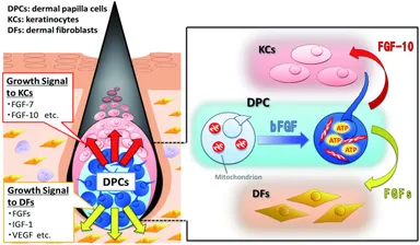新規発毛機構：繊毛理論