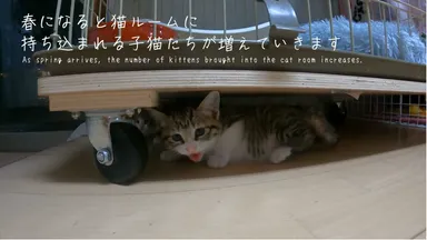 保護猫活動の課題にも触れていく　2