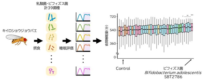 名古屋大学との産学協同研究講座において
ビフィズス菌 Bifidobacterium adolescentis SBT2786 が睡眠を促進することを確認
-学術雑誌「Genes to Cells」に掲載されました-