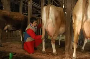 本物のジャージー牛乳を追求