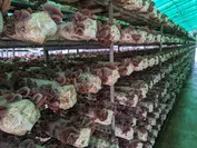 BBQ施設運営事業者に食材活用を提案する有機JASキクラゲの菌床