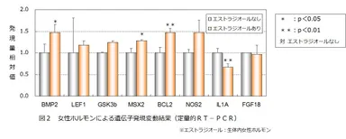 図2　女性ホルモンによる遺伝子発現変動結果(定量的RT-PCR)