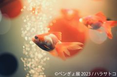 展示作品2