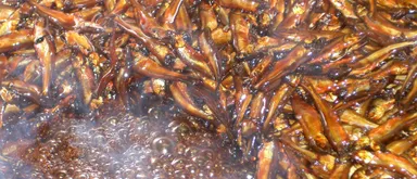 小あゆ煮 製造風景(3)