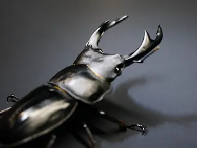 展示即売会3 国産オオクワガタ