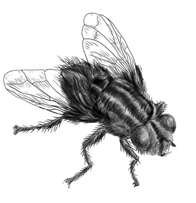 ハエがアートになる