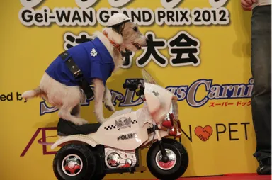昨年の芸-わん！グランプリの様子1