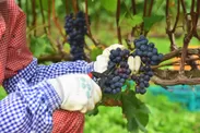 ワイン用ブドウ収穫の様子