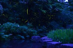丸山公園