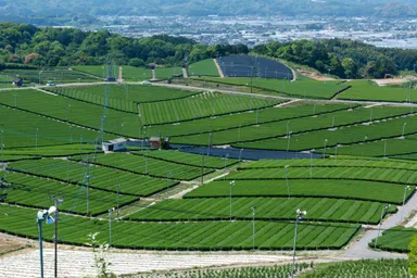 茶畑