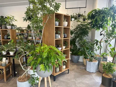 LIBERA2　インドアグリーン