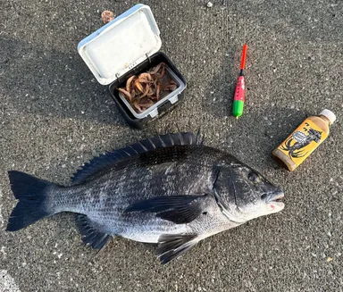 食い渋ったクロダイ(商品は試作用パッケージです)