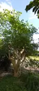 モリンガの木