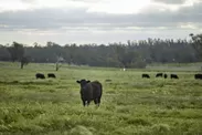 大自然でのびのびと育つオーストラリアの牛
