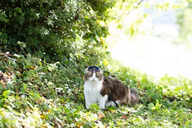 緑の中のらぶ駅長2