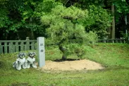 献樹した松と代表の大瀧の愛犬のマーブルとイヴ