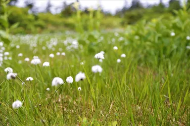 「ワタスゲ」が咲く幻想的な景色