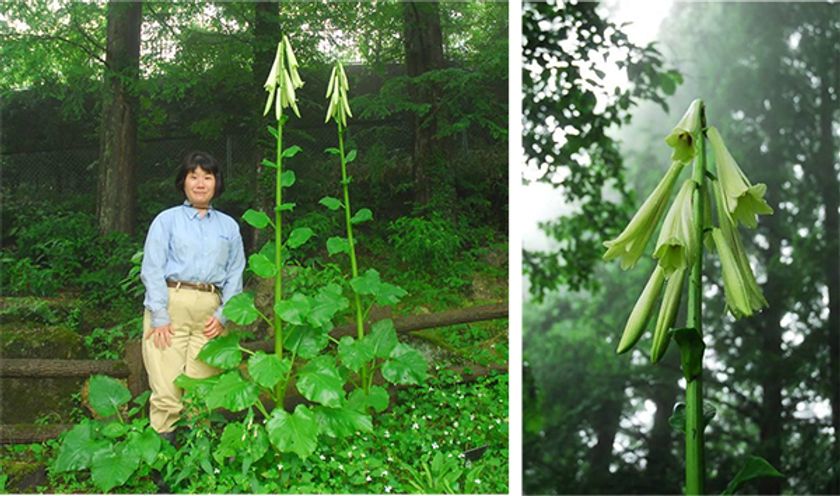 【六甲高山植物園】
巨大なヒマラヤウバユリ まもなく開花！