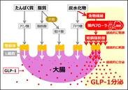 痩せホルモンGLP-1の図