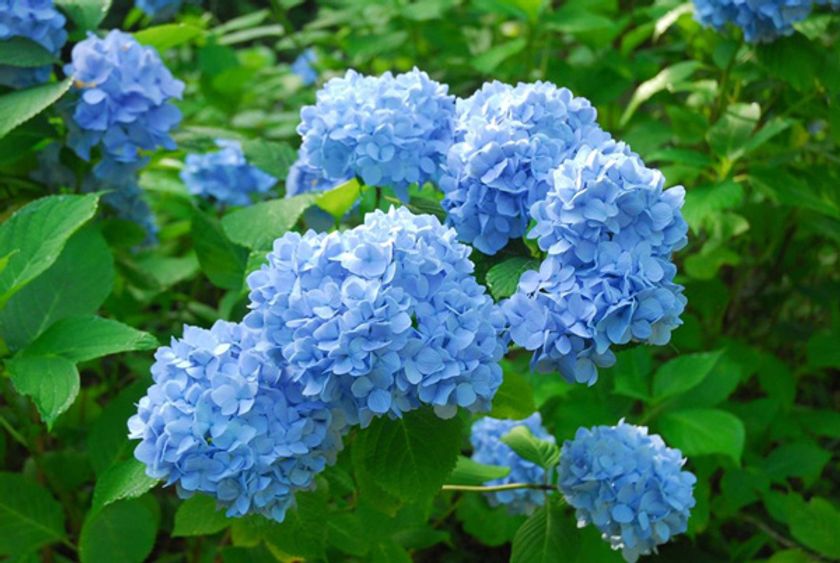 六甲高山植物園 鮮やかな六甲ブルー
牧野富太郎が命名したヒメアジサイが見頃