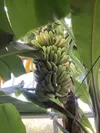 こだわりの園内産完熟バナナ
