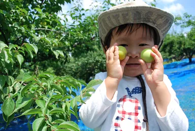 青梅狩り