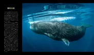 『クジラ　海の巨人』中面
