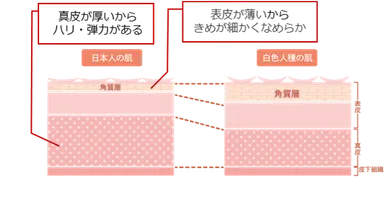肌構造の違い