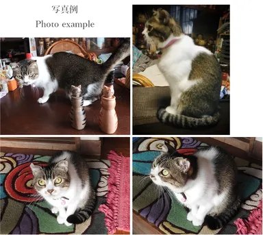 モデル猫の写真例
