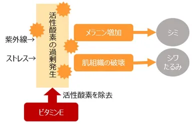 ビタミンEの作用