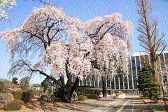 img_361668_2.gif