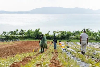 やえやまファーム