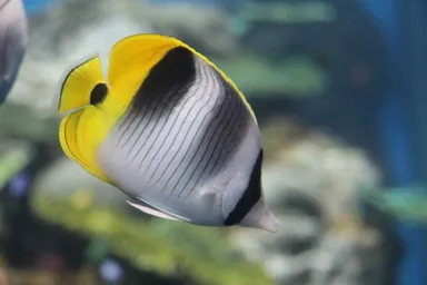 スダレチョウチョウウオ