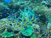 枝サンゴ群生