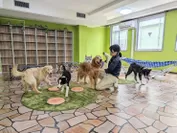 7月22日オープンの大型犬が集まる「ガーデンエリア」