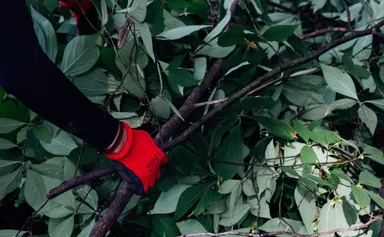 クロモジの採取から行う