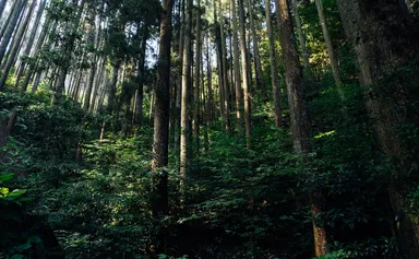 クロモジの群生地(美郷町)