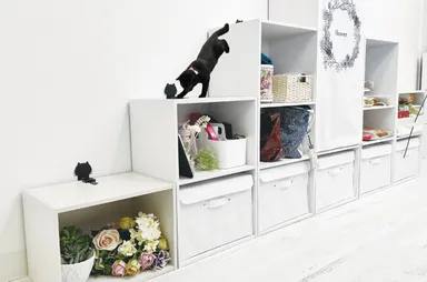 猫のストレス解消に◎