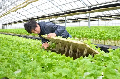 ハウスにて苗の成長を確認