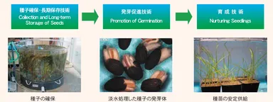 アマモの種苗生産技術