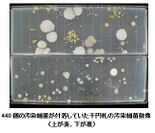 440個の汚染細菌が付着していた千円札の汚染細菌数像