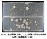 セレウス菌が両面に付着していた千円札の汚染細菌数像