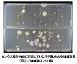 セレウス菌が両面に付着していた千円札の汚染細菌数像