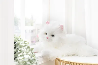 あまえんぼう子ねこちゃん5