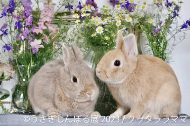 過去最大規模!ほっこり癒される“うさぎ”の写真&グッズを集めた 秋の 過去最大規模!ほっこり癒される“うさぎ”の写真&グッズを集めた 秋の