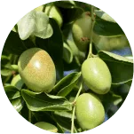 成分5：スクワラン