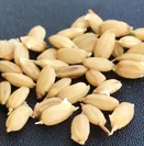 ソマチット米の発芽